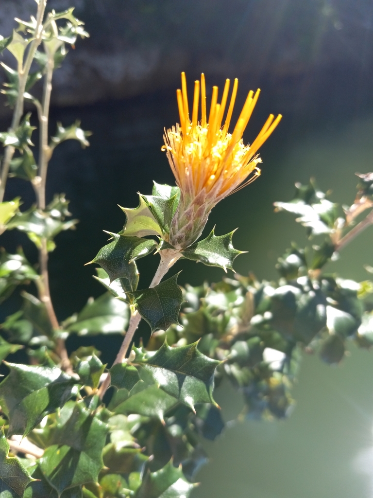 Anastraphia enneantha