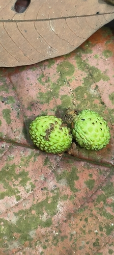Xerospermum noronhianum, 2024-12-05