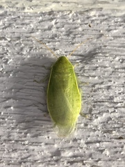 Panchlora nivea