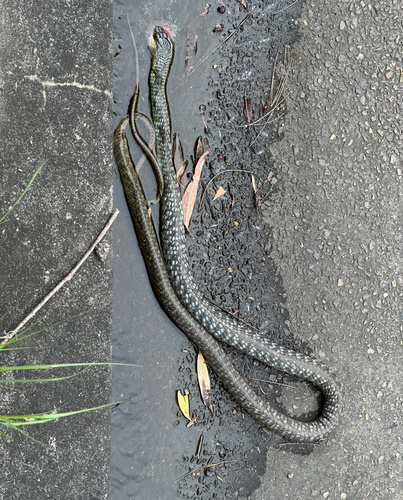 Common Tree Snake sighting