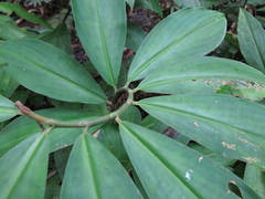 Costus laevis