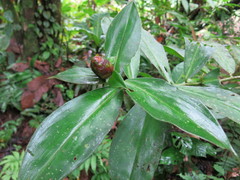 Costus laevis