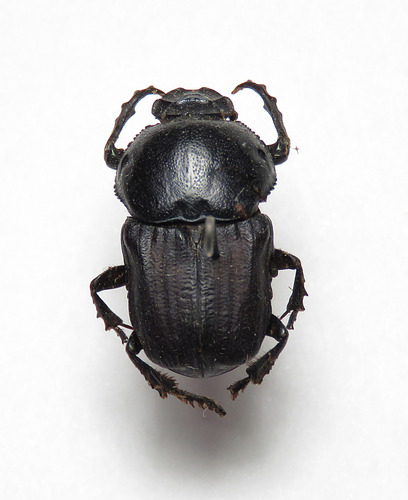 Cheironitis haroldi