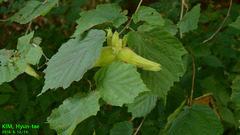 Corylus sieboldiana