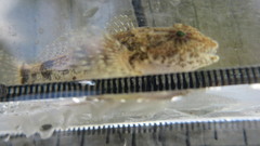 Cottus kanawhae