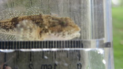 Cottus kanawhae