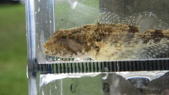 Cottus kanawhae