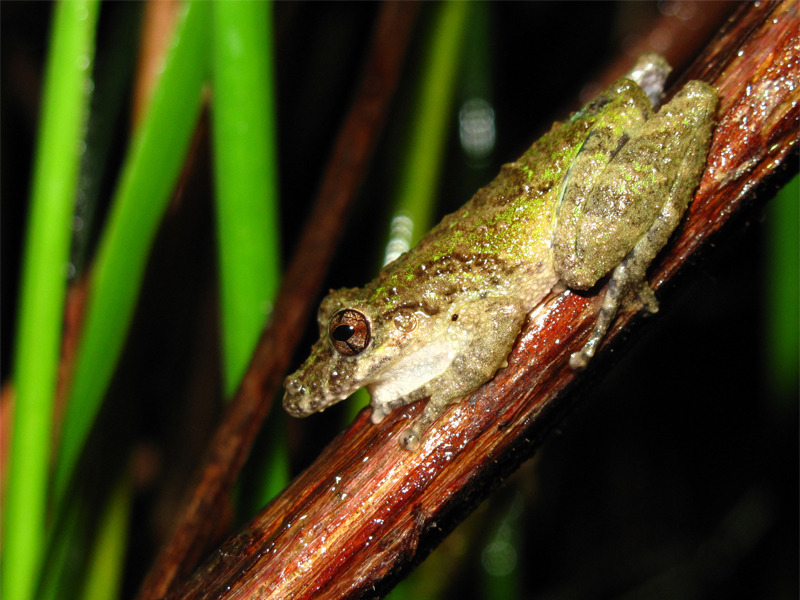 Spix's Snouted Treefrog