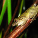 Spix's Snouted Tree Frog - Photo (c) Pedro Ivo, some rights reserved (CC BY-NC), uploaded by Pedro Ivo