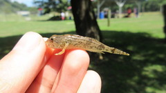 Cottus kanawhae