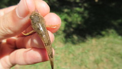 Cottus kanawhae