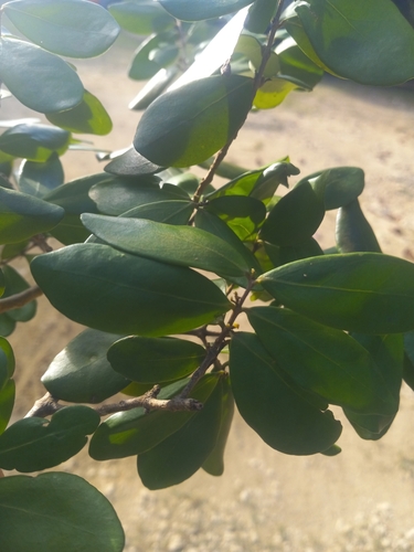 Eugenia foetida observed 2024-12-06