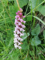 Gymnadenia