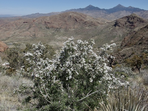 Image of Fendlera rupicola by (c) Sue Carnahan, some rights reserved (CC BY)
