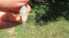 Cottus kanawhae