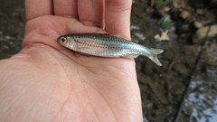 Notropis telescopus