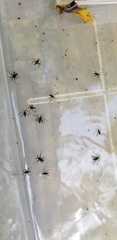 Gerromorpha
