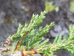 Juniperus sabina