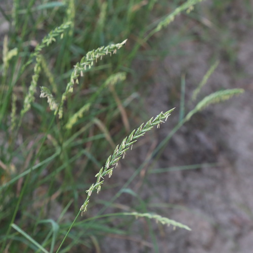 Elymus repens