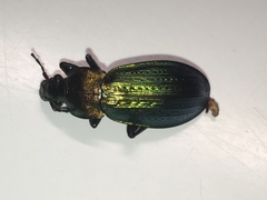 Carabus monilis