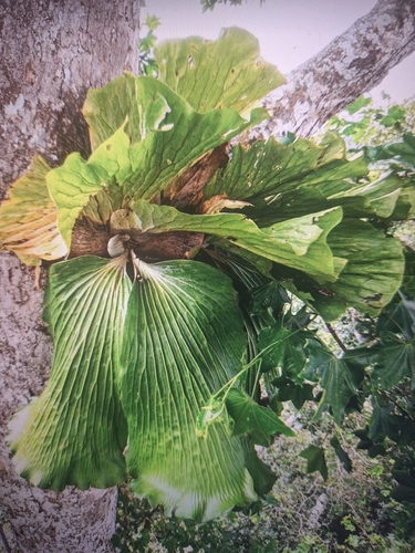 Angola staghorn fern