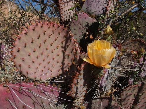 Image of Opuntia gosseliniana by (c) Sue Carnahan, some rights reserved (CC BY)