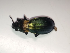 Carabus monilis