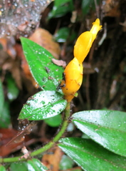 Costus lasius