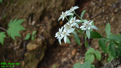 Leontopodium