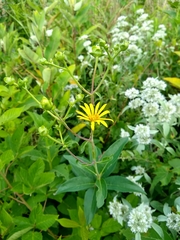 Silphium asteriscus trifoliatum