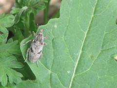 Asproparthenis punctiventris