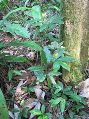 Costus lasius