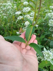 Silphium asteriscus trifoliatum