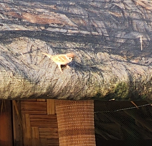 Eurasian Tree Sparrow