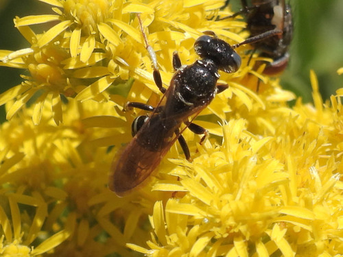 Philanthus politus photo 3
