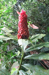 Costus lima