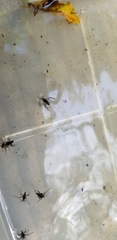 Gerromorpha