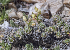 Draba oligosperma