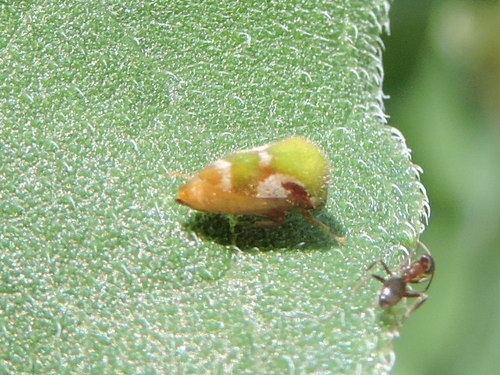 Van Duzee Treehopper photo 4