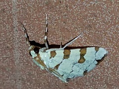 Conchylodes octonalis