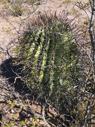 Image of Ferocactus herrerae by (c) Sue Carnahan, some rights reserved (CC BY)