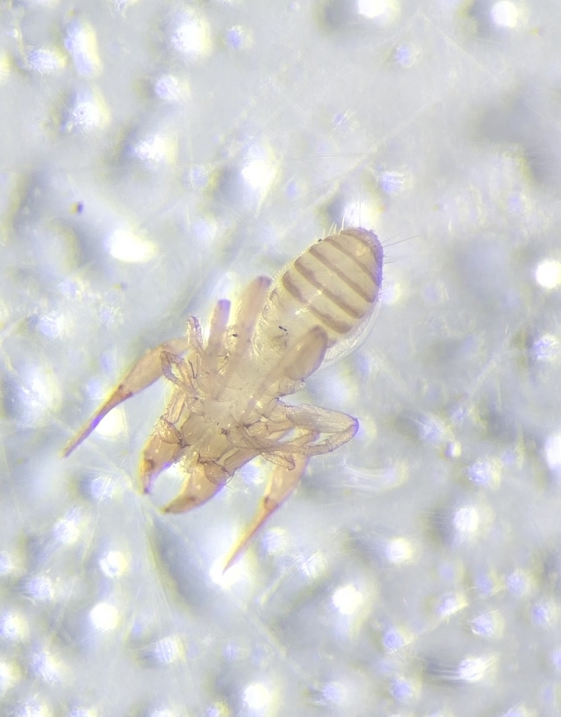 Mundochthonius styriacus