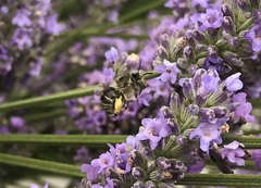 Anthophora quadrimaculata