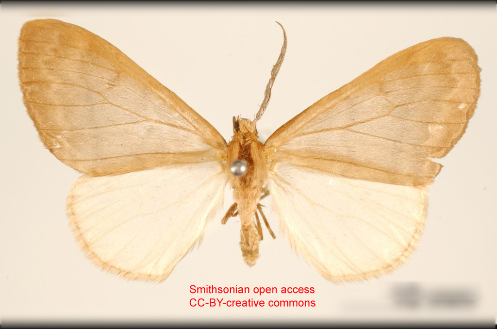 Nephodia cletagora