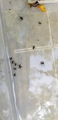 Gerromorpha