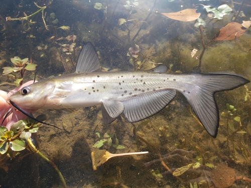 Ictalurus punctatus