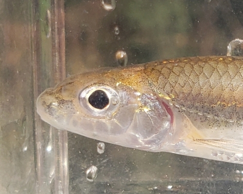 Silverjaw Minnow