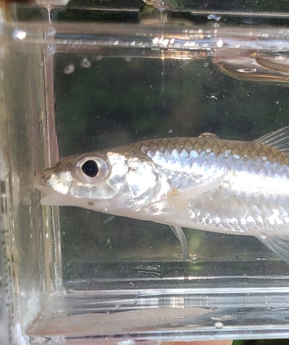 Silverjaw Minnow