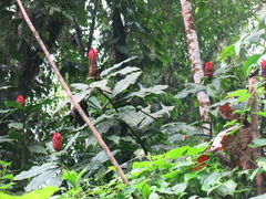 Costus lima