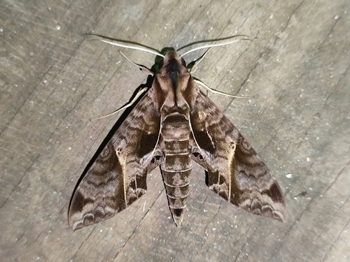 Eumorpha triangulum Rothschild & Jordan, 1903